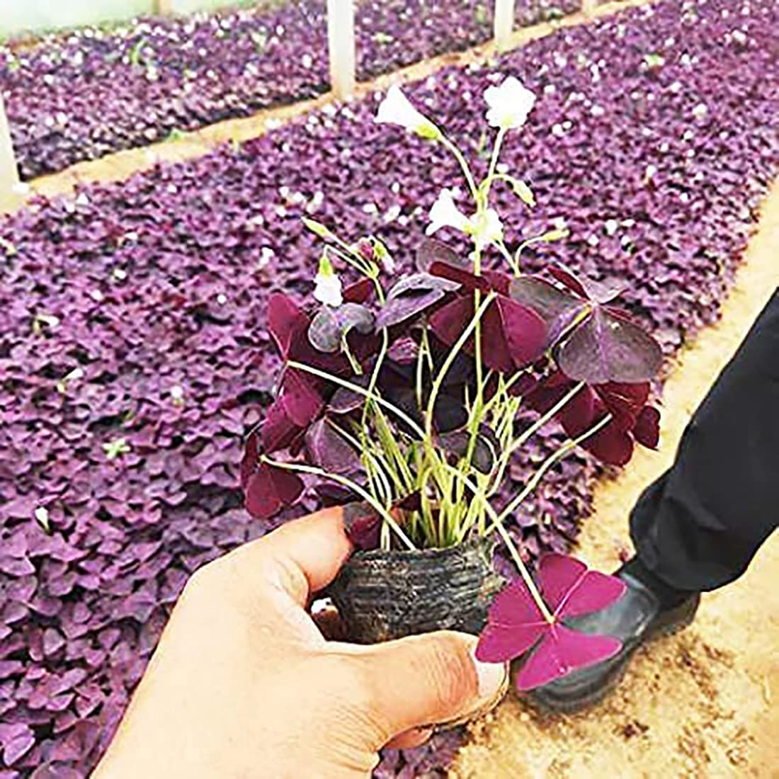 Hands DIY Oxalis Triangularis bulbs shown in a sunny garden or windowsill setup.