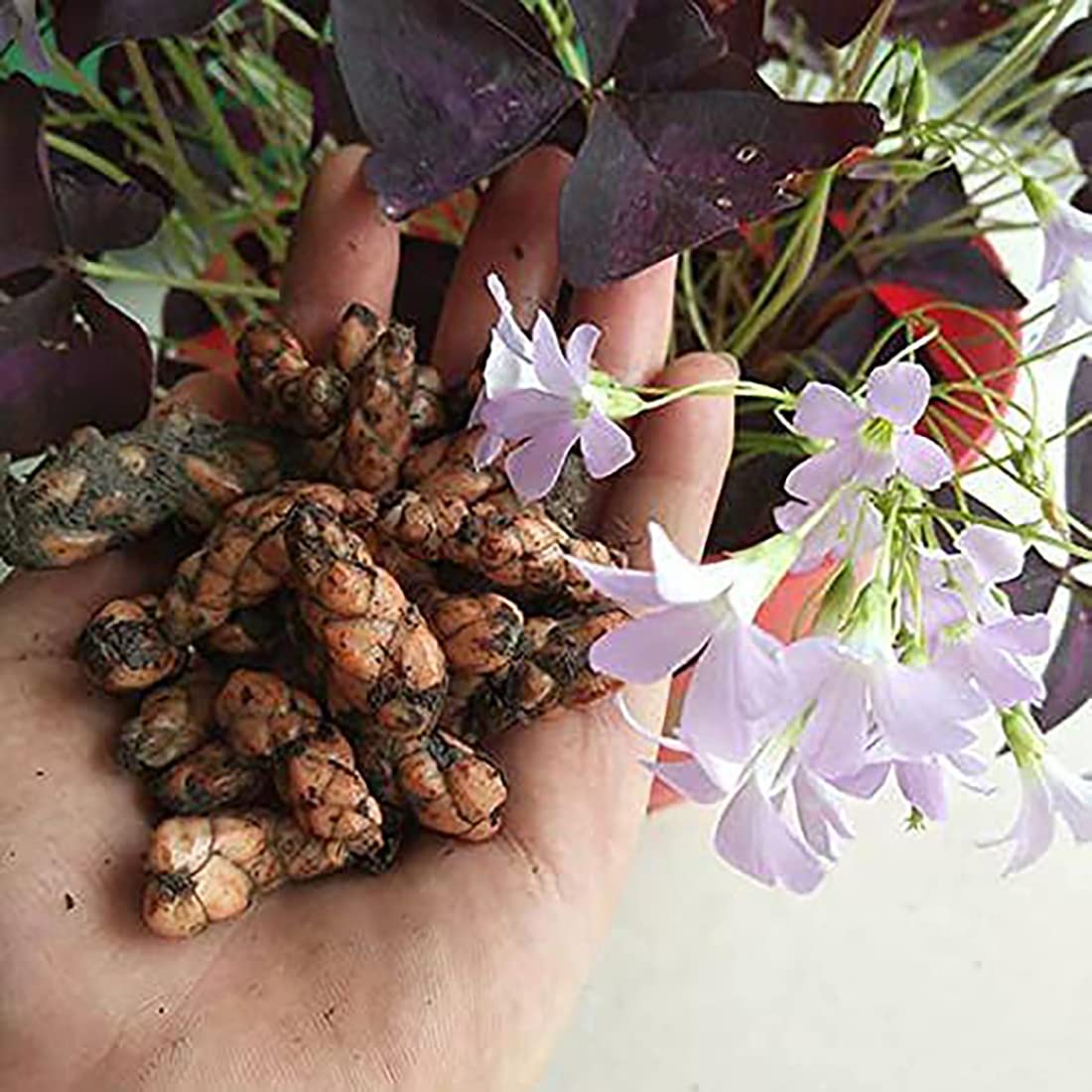 Hands DIY Purple shamrocks bloom brightening indoor display.