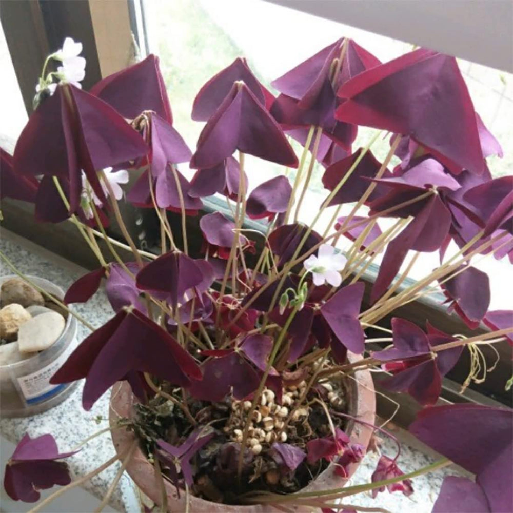 Hands DIY Purple shamrocks care tips support healthy growth.