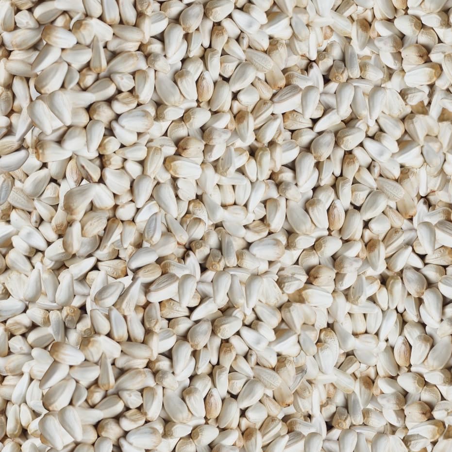 Close-up of Happy Wings safflower seeds showing clean, protein-rich bird nutrition.