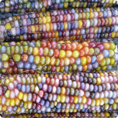Harley Seeds Glass Gem jewel-toned kernels ready for popcorn or grinding into meal.