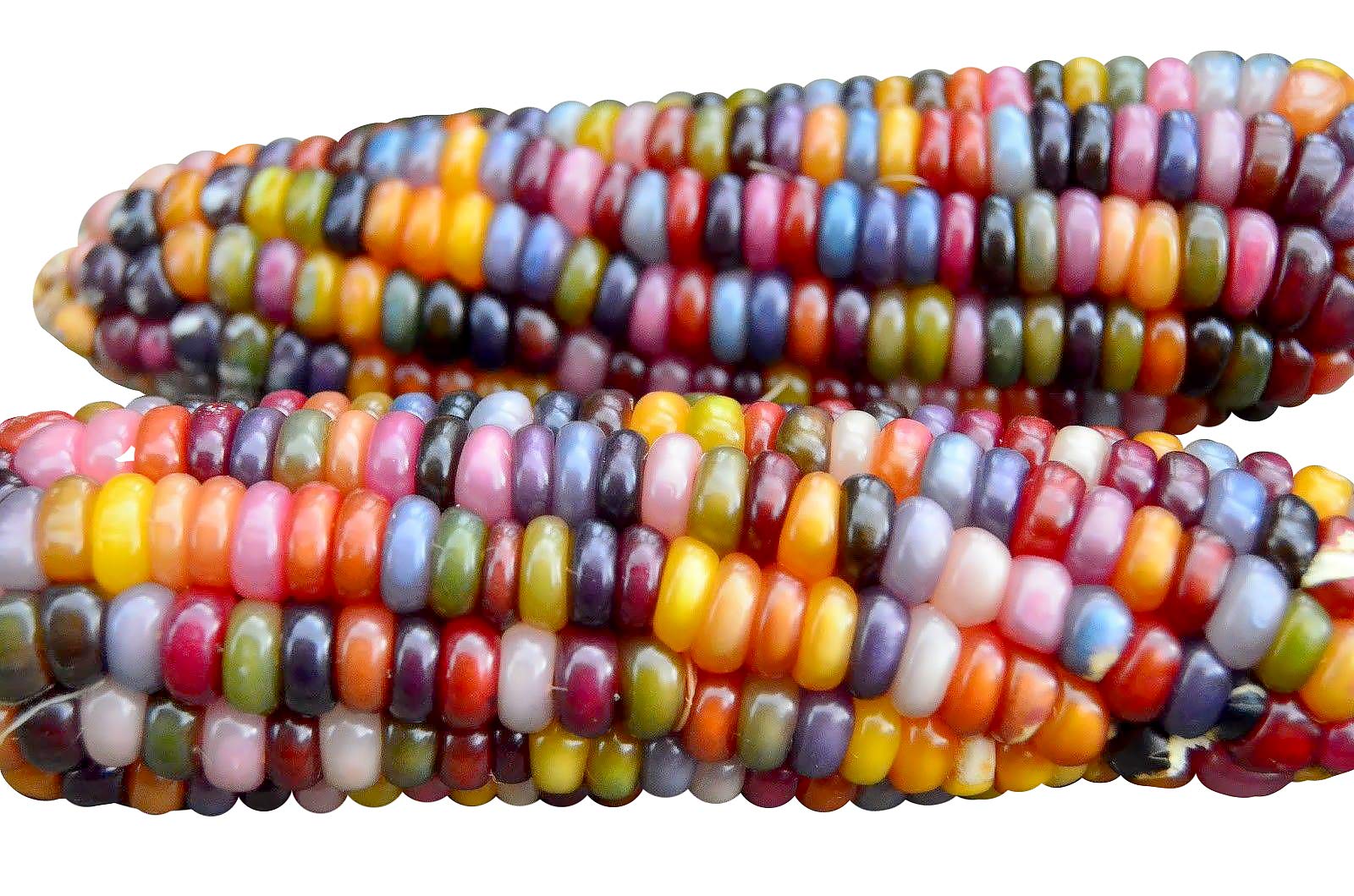 Harley Seeds Glass Gem corn kernel closeup showing jewel tones for ornamental and edible use.