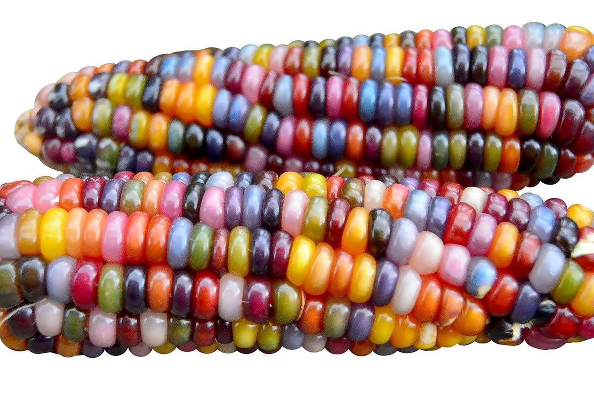 Harley Seeds Glass Gem corn kernel closeup showing jewel tones for ornamental and edible use.