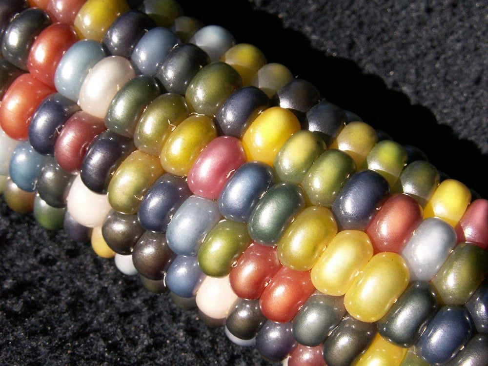 Harley Seeds Glass Gem popcorn kernels offer striking color for festive snacking.