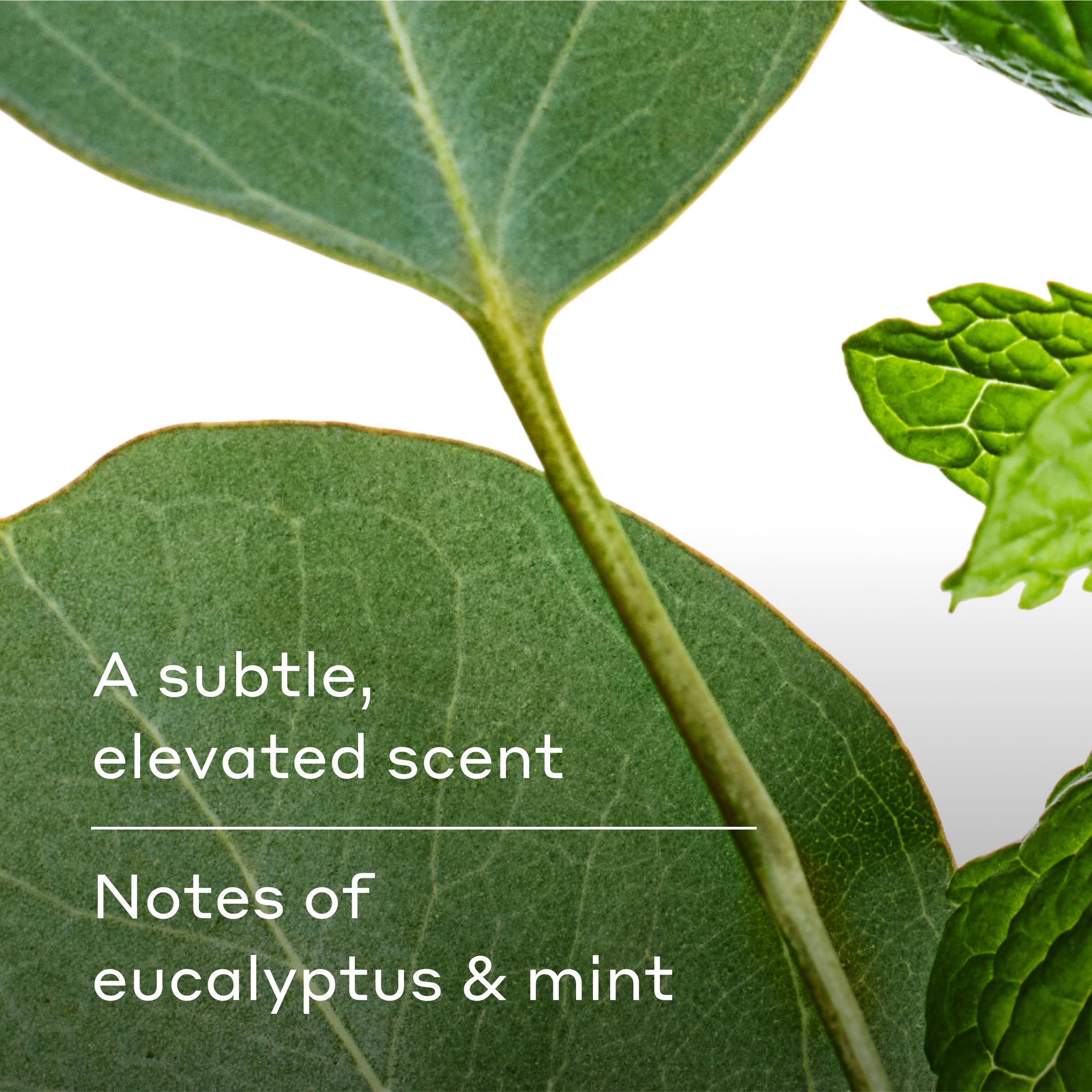 Harry's Aspen aroma evokes a fresh morning routine.