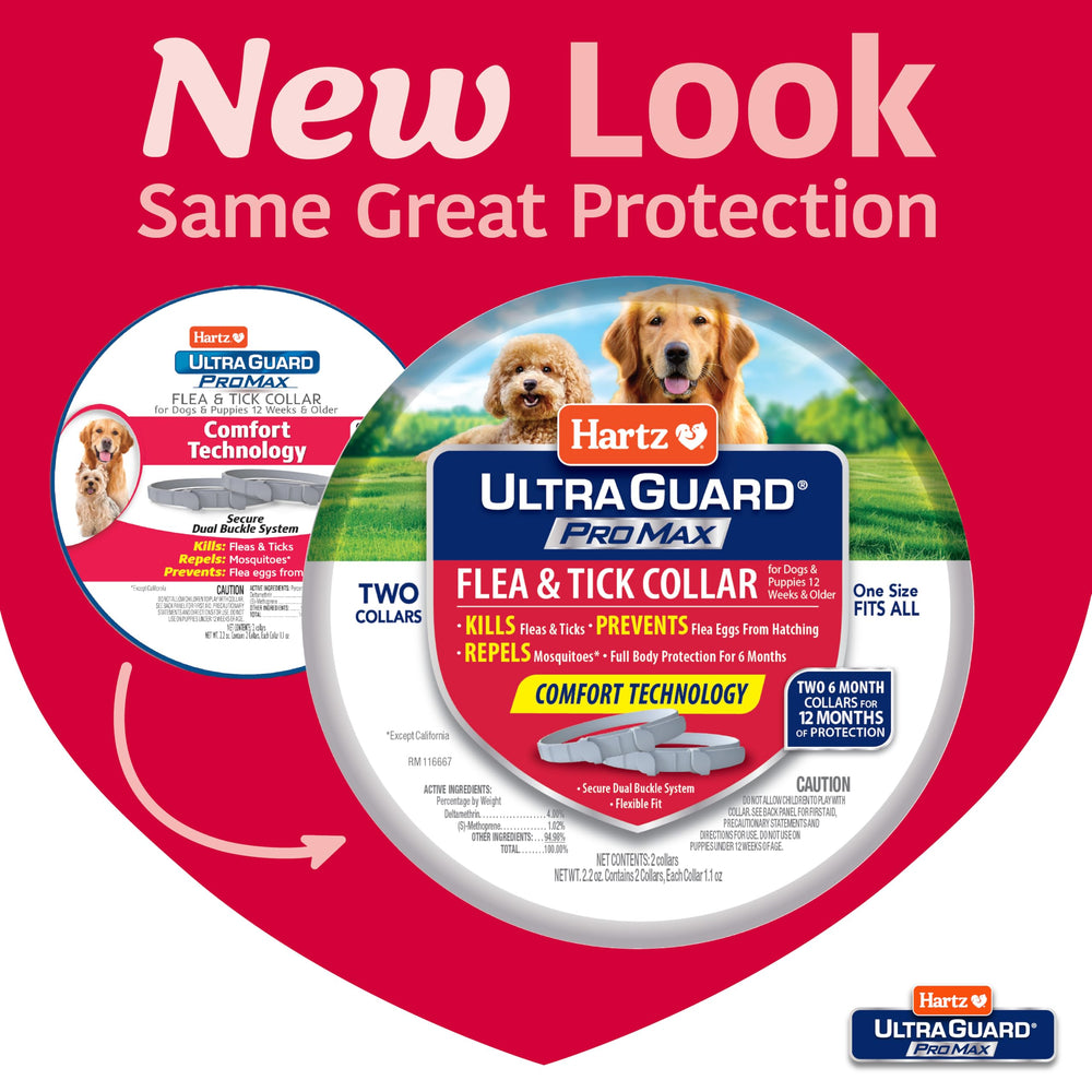 Hartz UltraGuard ProMax gray collar on a dog neck during play