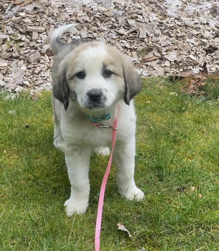 Hartz vitamine A pour chiots, développement des yeux.