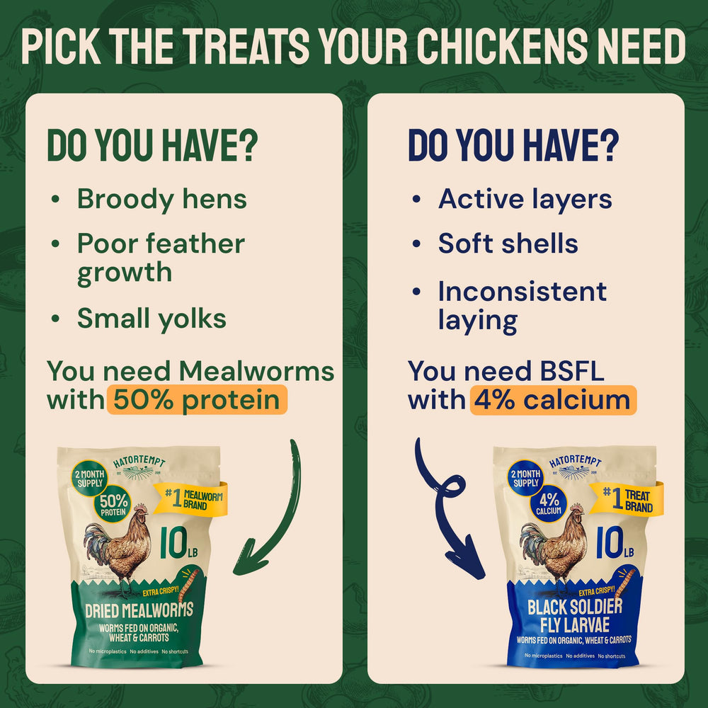Hatortempt dried mealworms for chickens supporting egg production and healthy feathers.