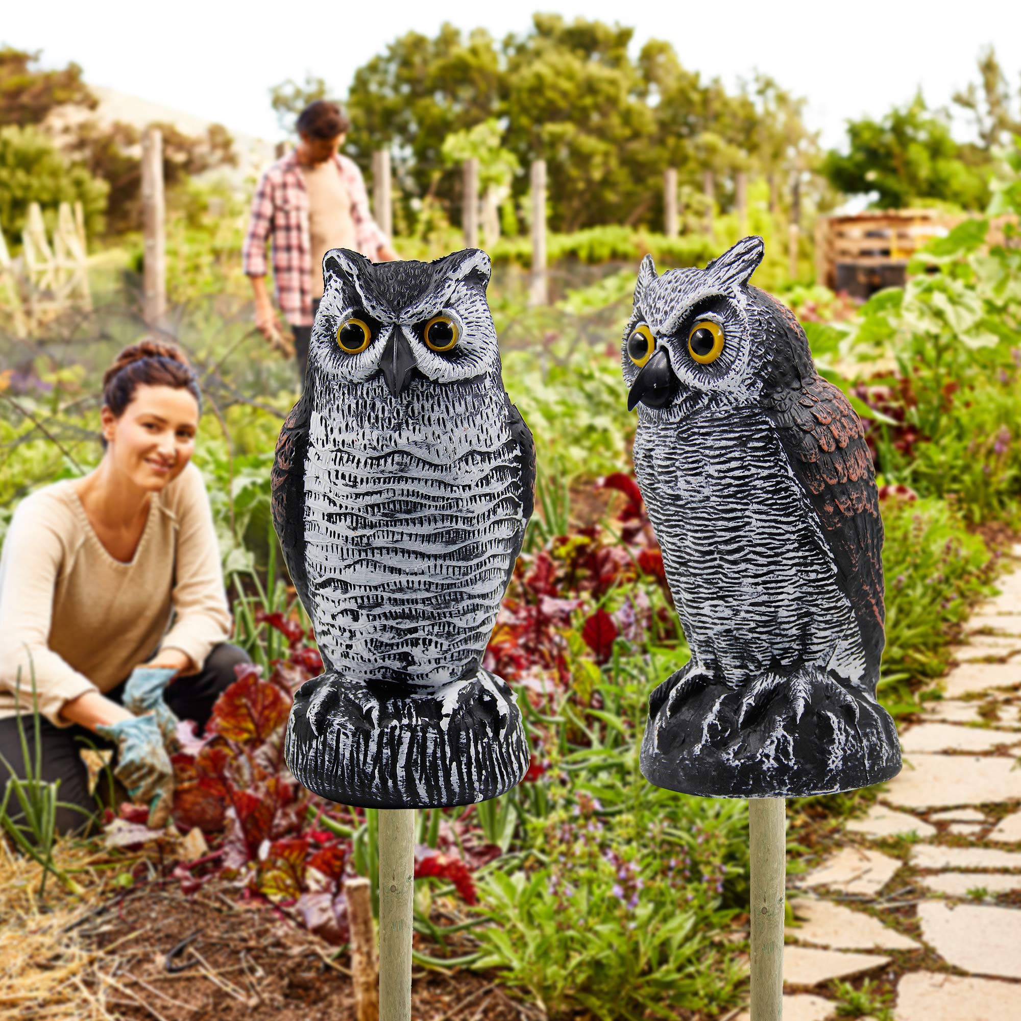 Hausse horned owl measures 10.5 inches tall for visible presence