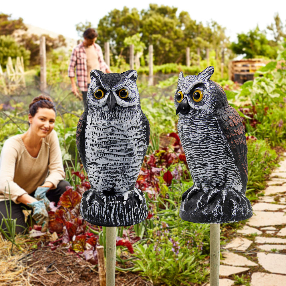 Hausse horned owl measures 10.5 inches tall for visible presence