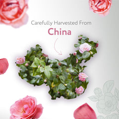 HBNO Camellia Oil on face and body for smooth, non-greasy moisture.