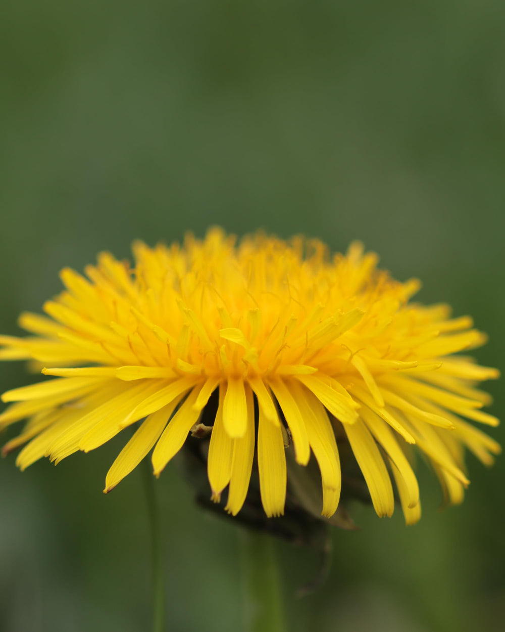 Alcohol-free glycerite highlights flexible consumption options