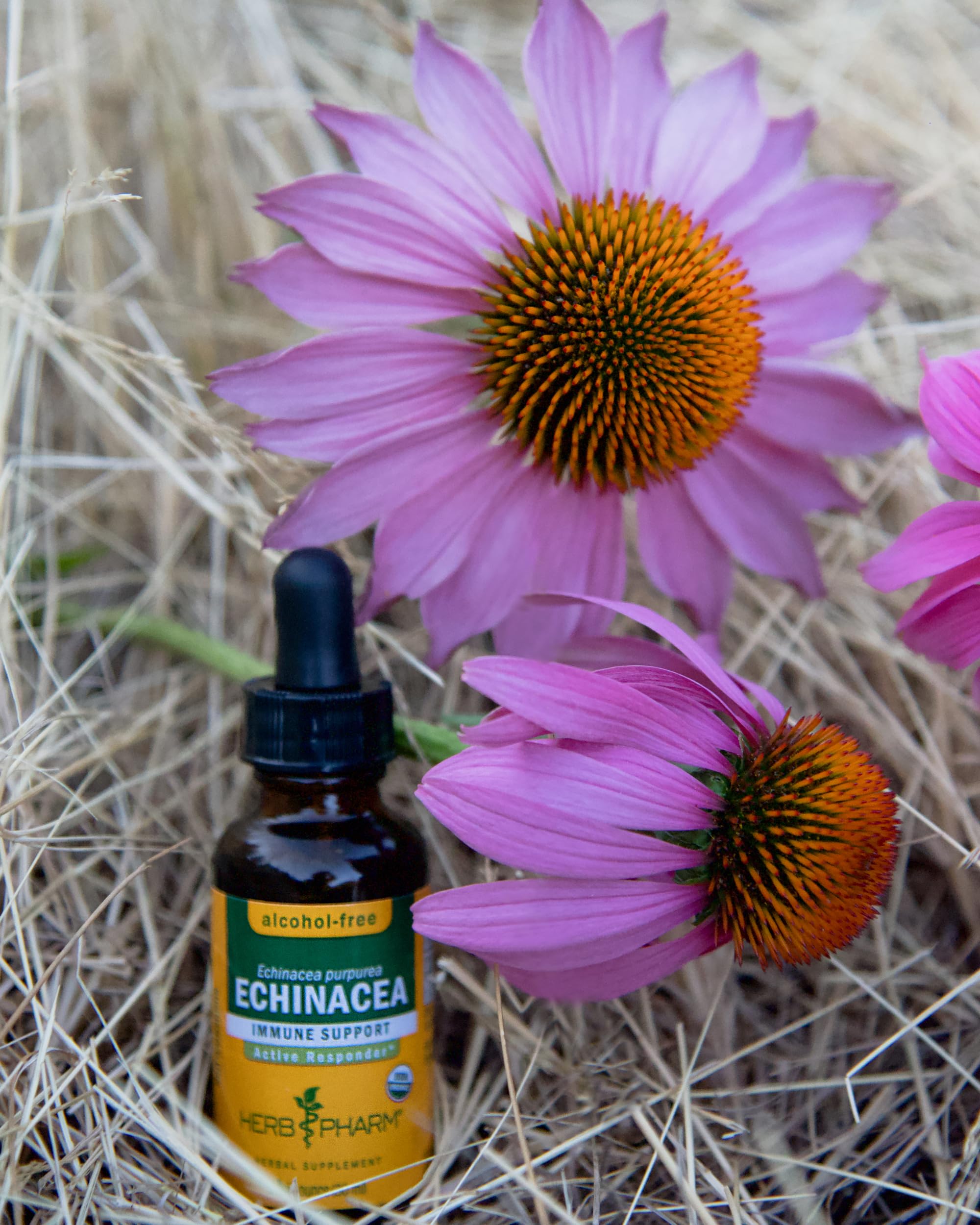 Herb Pharm Echinacea root display shows dried roots beside the bottle.