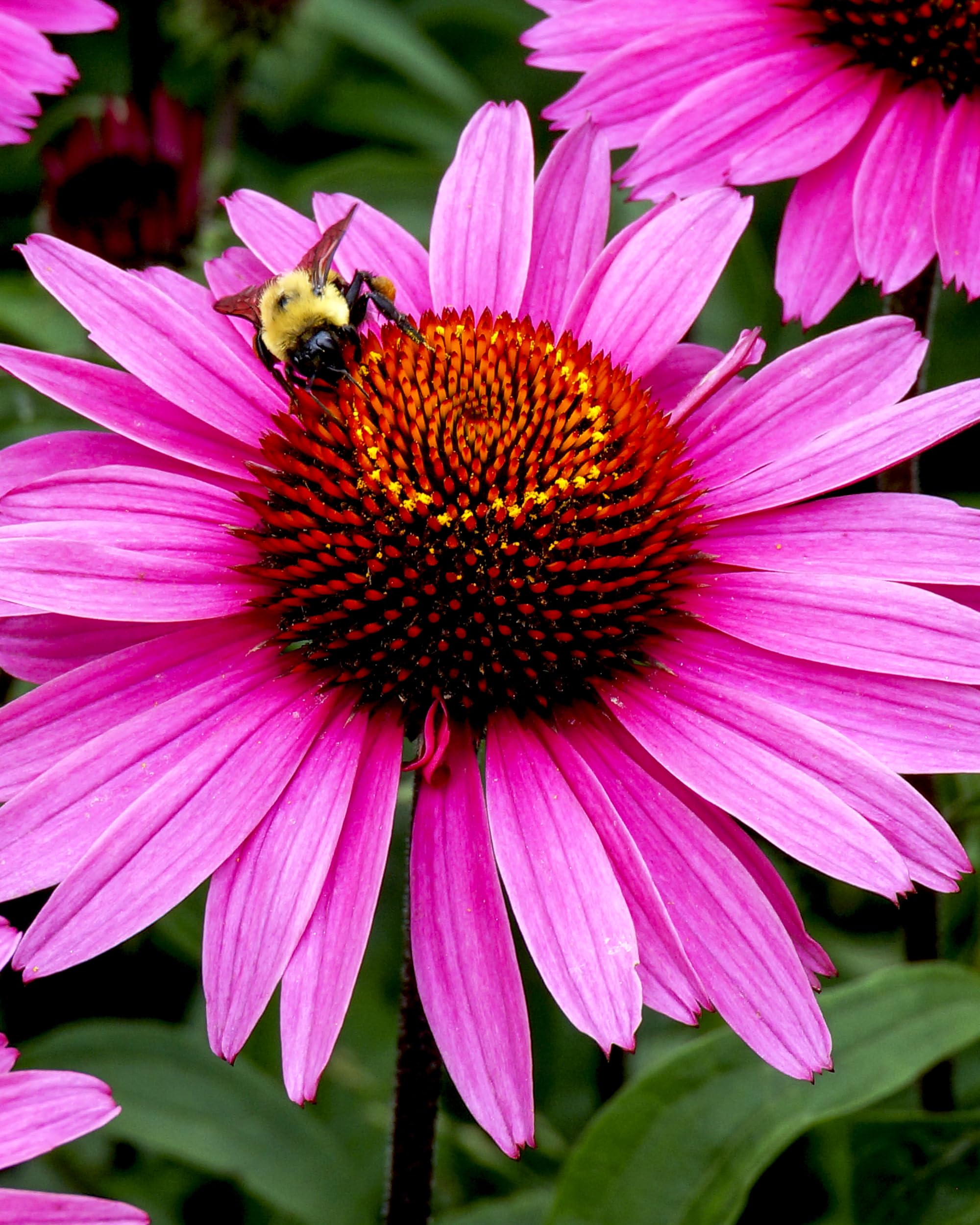 Herb Pharm Echinacea product label indicates organic certification.