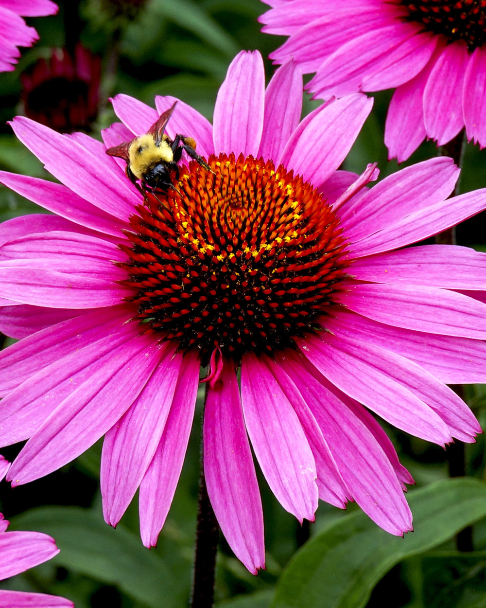 Herb Pharm Echinacea product label indicates organic certification.