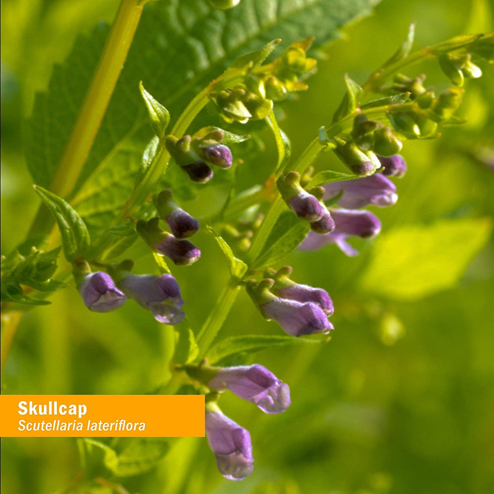 Herb Pharm farm scene highlighting organic, bee-friendly practices