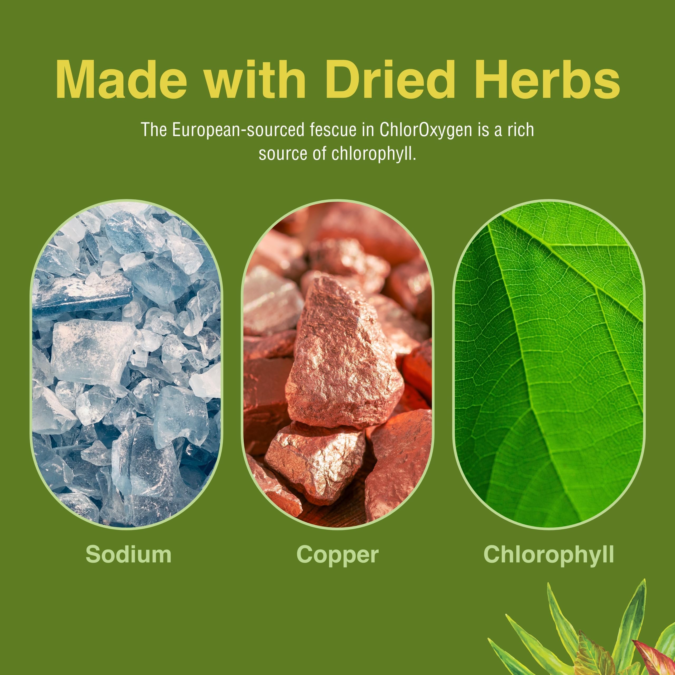 Ingredients panel of ChlorOxygen reveals European fescue chlorophyll source.