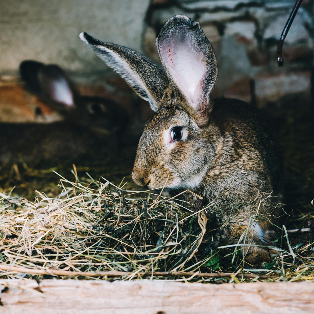 Hay feeder-ready High Desert alfalfa hay promotes clean daily feeding.