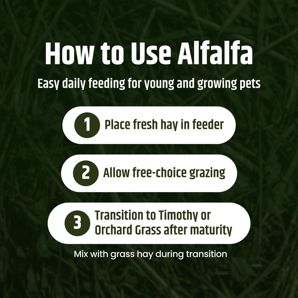 Soft-texture High Desert alfalfa hay is easy for young animals to nibble.