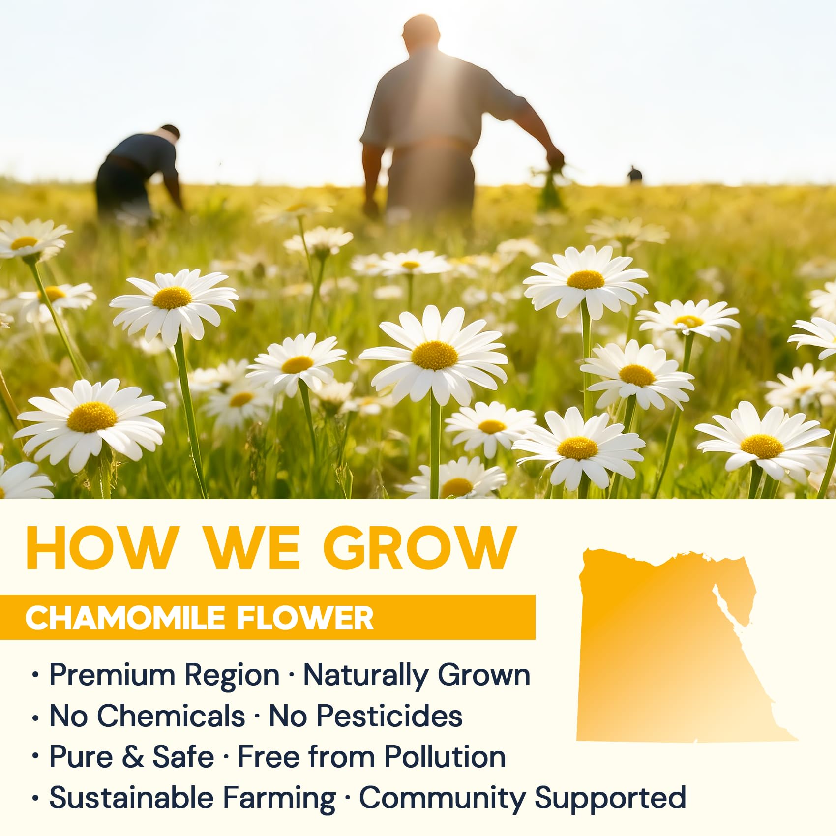 HIIHONE chamomile tea flavor delivering a mellow, floral taste with gentle sweetness.