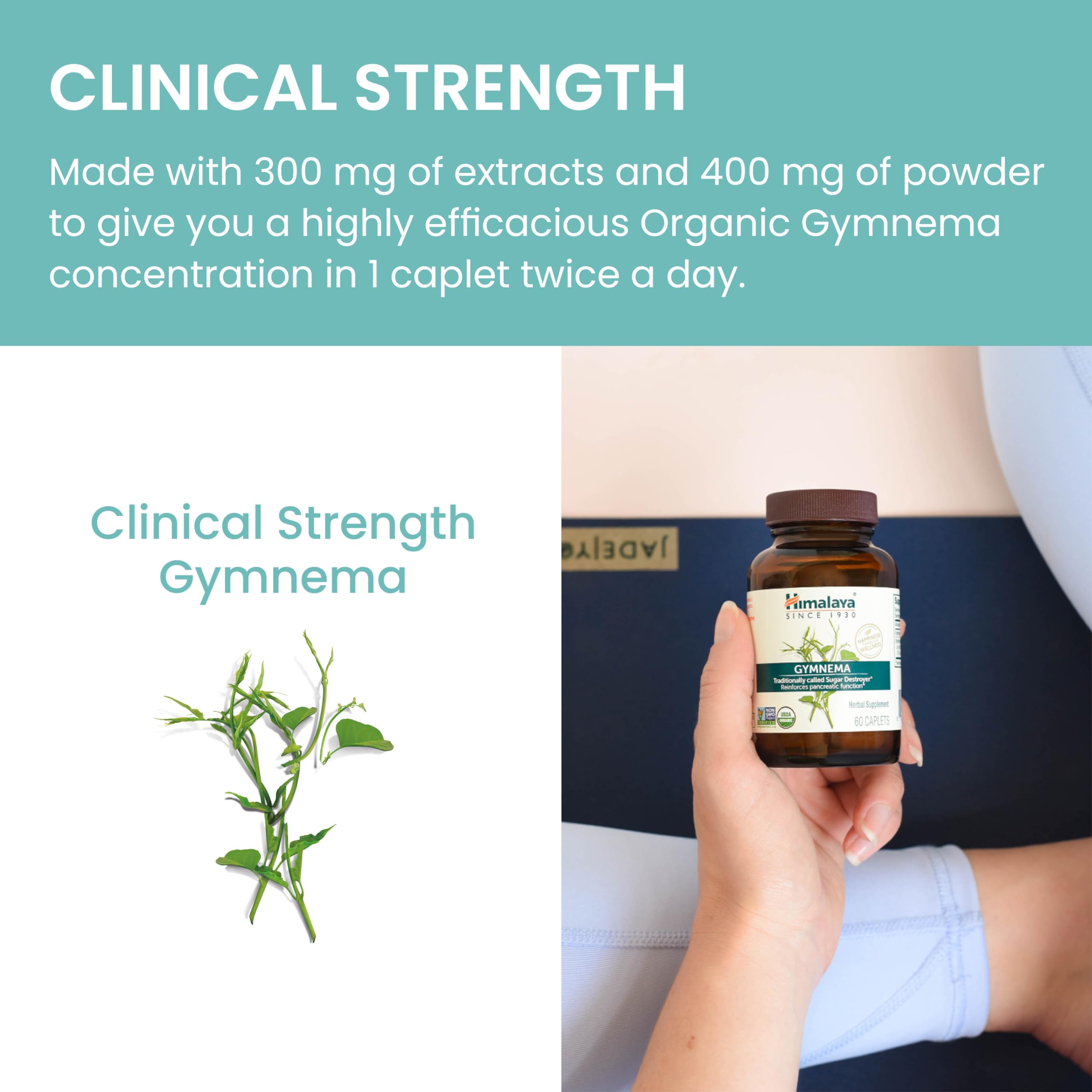 Leaves extract closeup underscores natural plant origin behind Gymnema benefits.