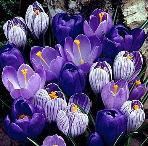 Hirt's Gardens Blue Moon Mix Crocus bulbs 8-9 cm ready to plant for early color
