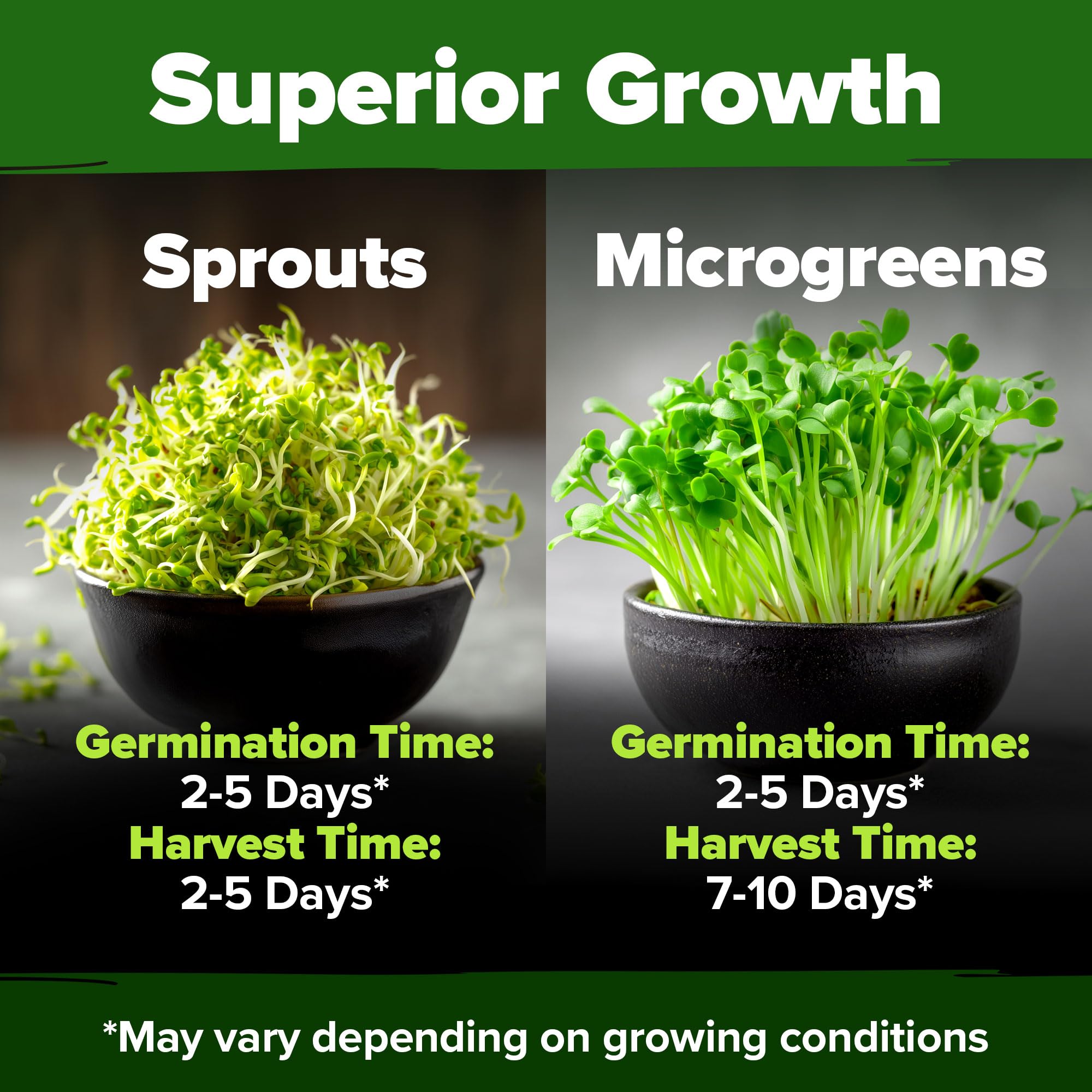 HOME GROWN 8 oz bulk alfalfa seeds ideal for microgreens enthusiasts.