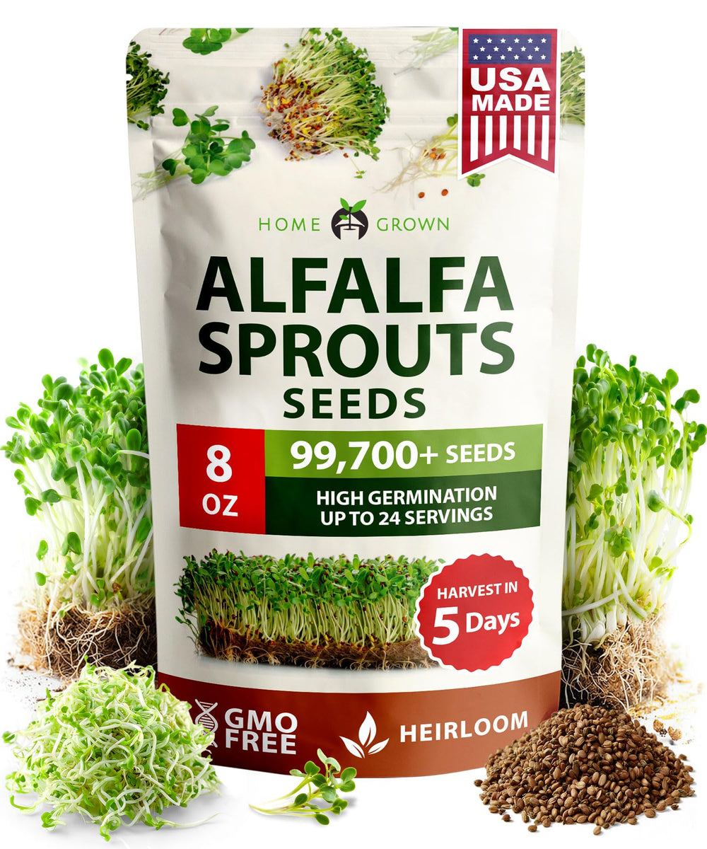 HOME GROWN alfalfa sprout seeds in bulk 8 oz, ready for fast germination.