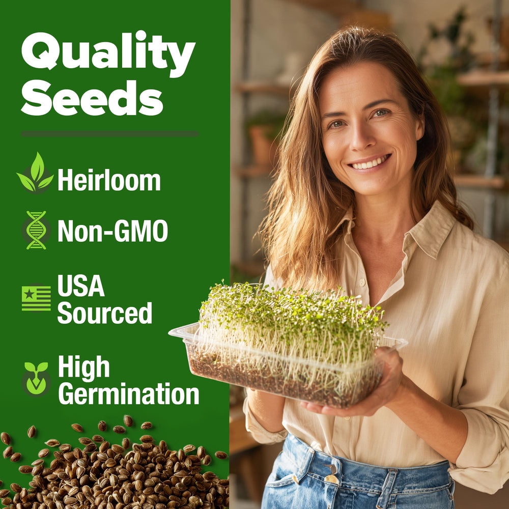 HOME GROWN alfalfa-sprout seeds with quick germination for fresh greens.