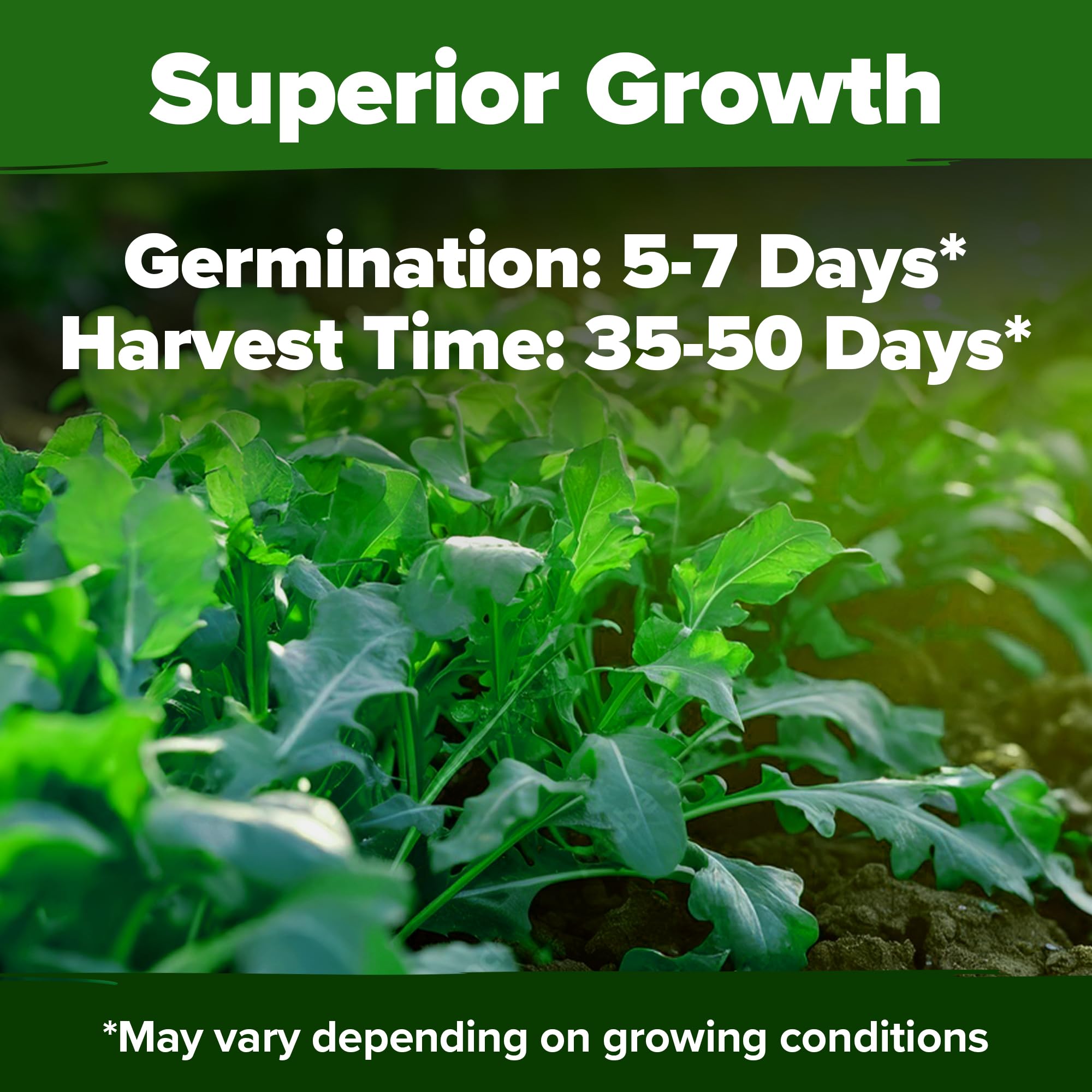 HOME GROWN arugula greens ready in 20–30 days for fresh salads.