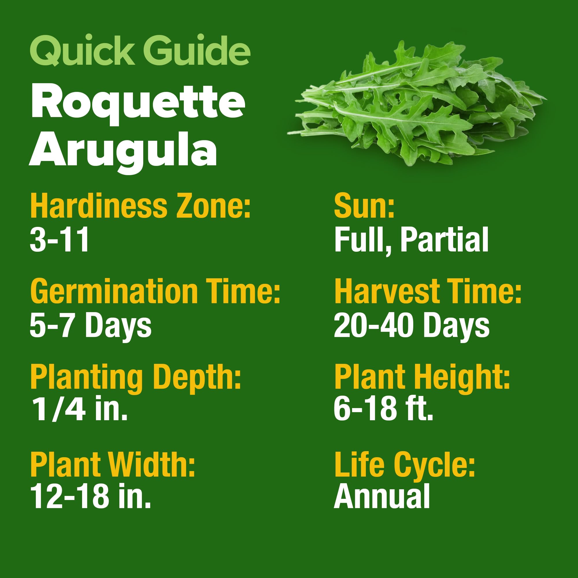 HOME GROWN arugula seeds in container garden, ideal for small spaces.