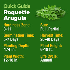 HOME GROWN arugula seeds in container garden, ideal for small spaces.