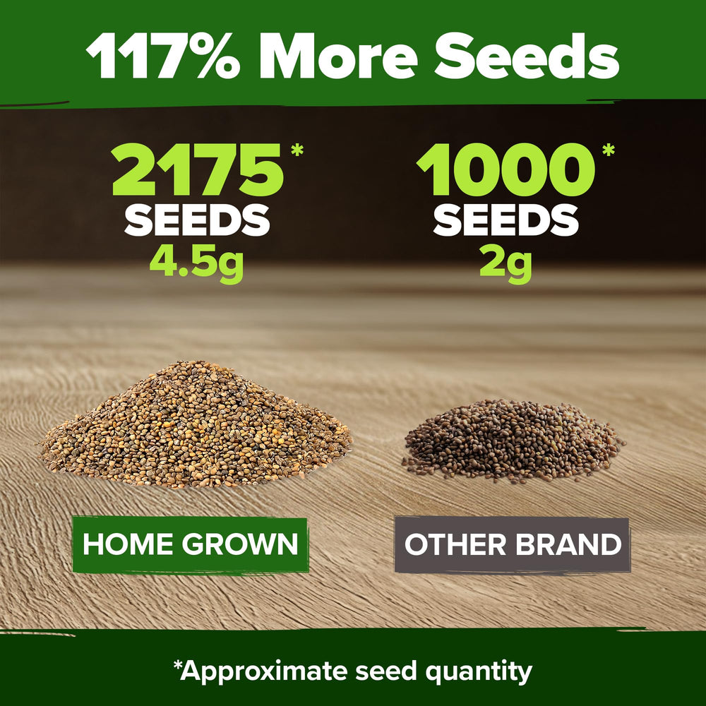 HOME GROWN arugula seeds planting outdoors in garden beds or containers.