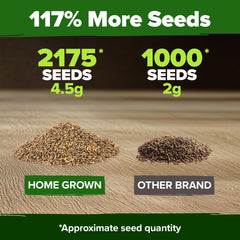 HOME GROWN arugula seeds planting outdoors in garden beds or containers.