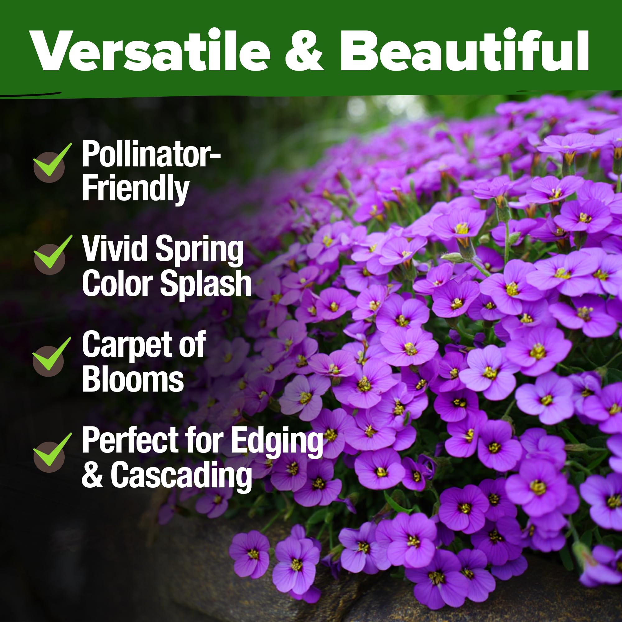 Groundcover helps suppress weeds and stabilize soil in HOME GROWN Aubrieta Rock Cress Purple.