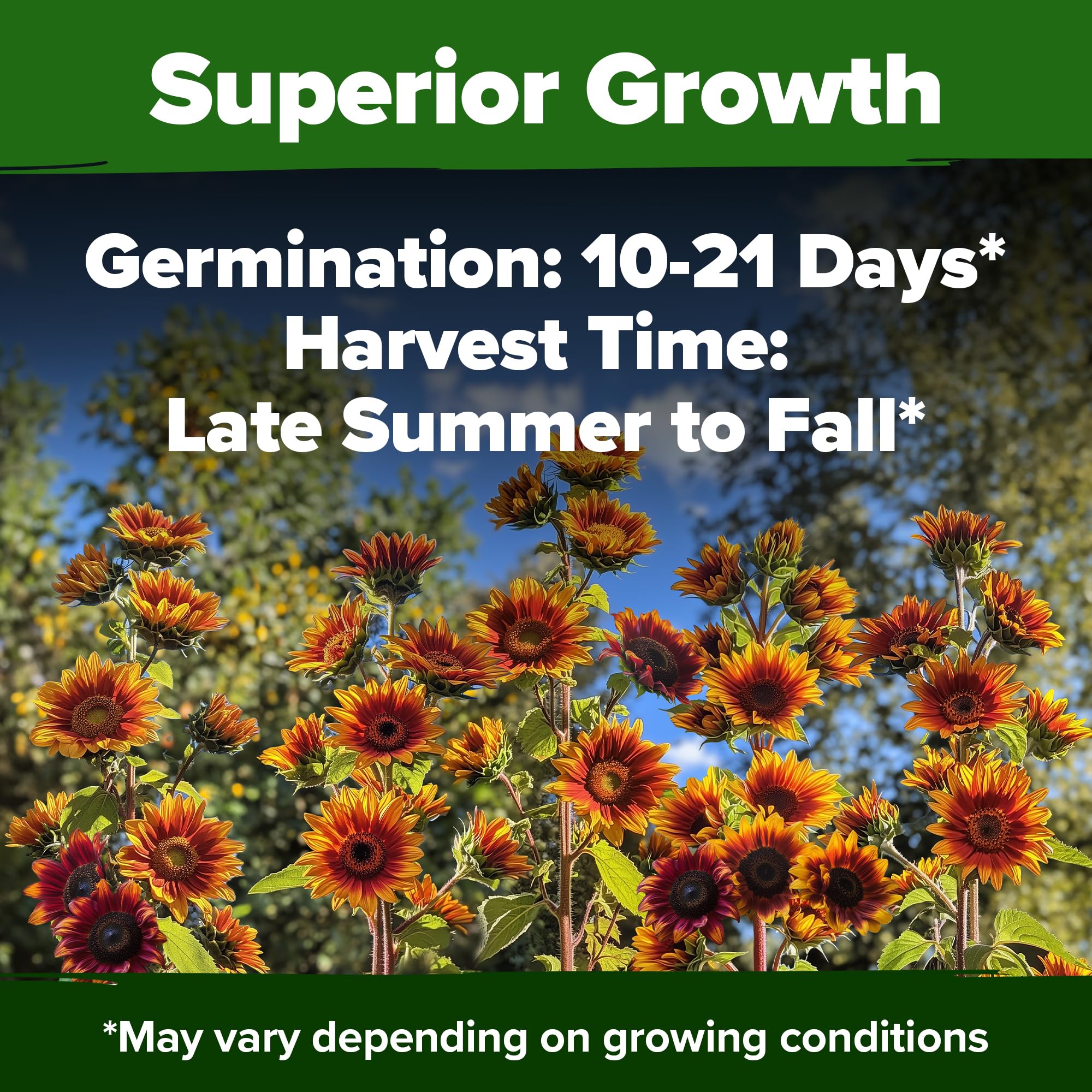 HOME GROWN Autumn Beauty attracts bees and butterflies for a lively garden.