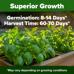 HOME GROWN basil seeds germinating in 5-10 days for quick planting