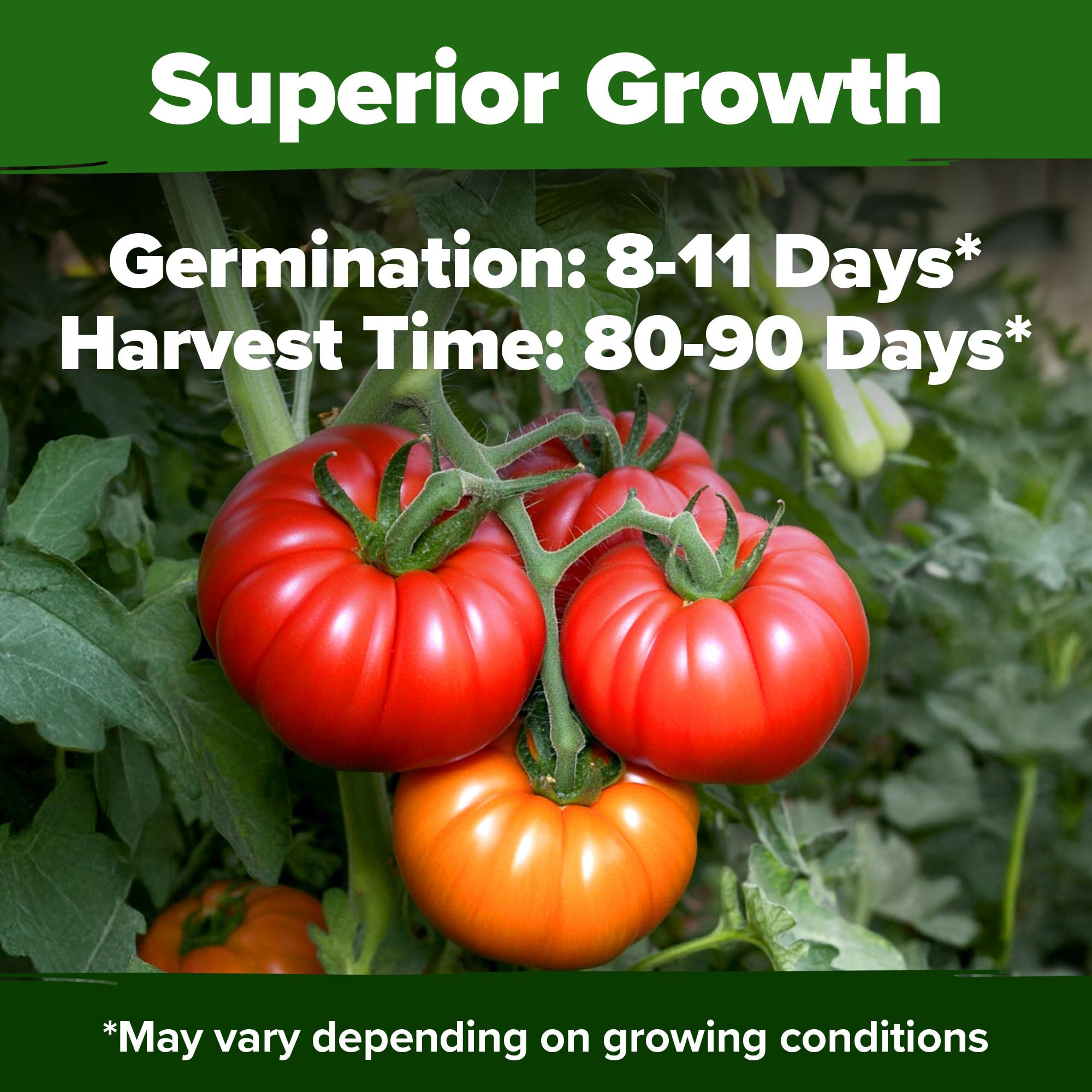 HOME GROWN Beefsteak fruits large and heavy, ideal for slicing.