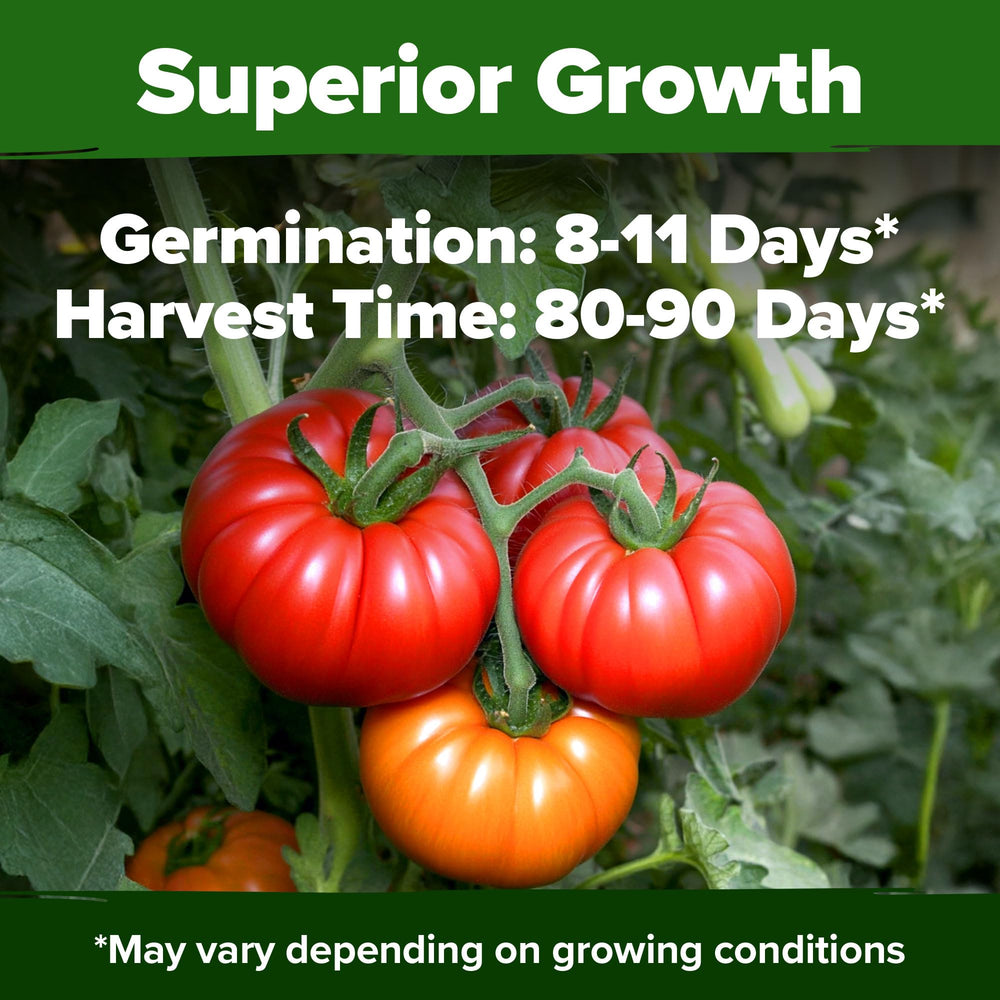 HOME GROWN Beefsteak fruits large and heavy, ideal for slicing.