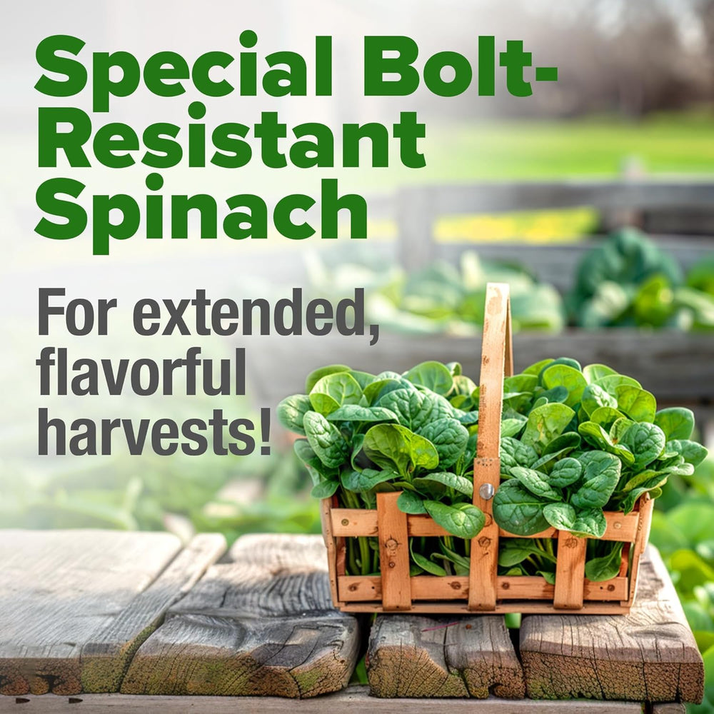 HOME GROWN Bloomsdale spinach hydroponic setup demonstrates year-round greens