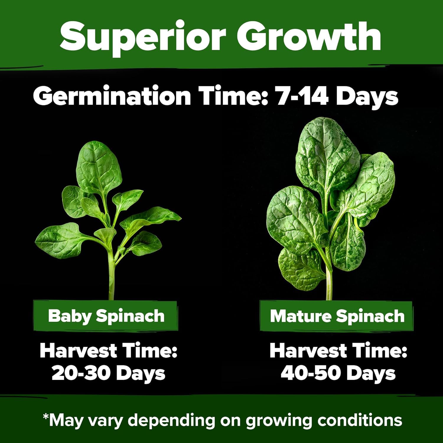 HOME GROWN Bloomsdale spinach seeds germination closeup shows high germination potential