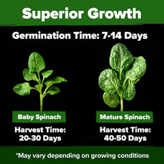 HOME GROWN Bloomsdale spinach seeds germination closeup shows high germination potential