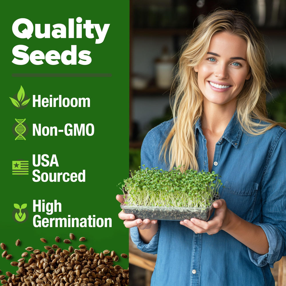 HOME GROWN broccoli seeds germination rate – reliable germination for sprouts