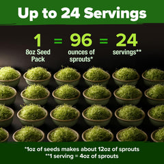 HOME GROWN broccoli sprouts five days – harvest nutrient-dense greens quickly