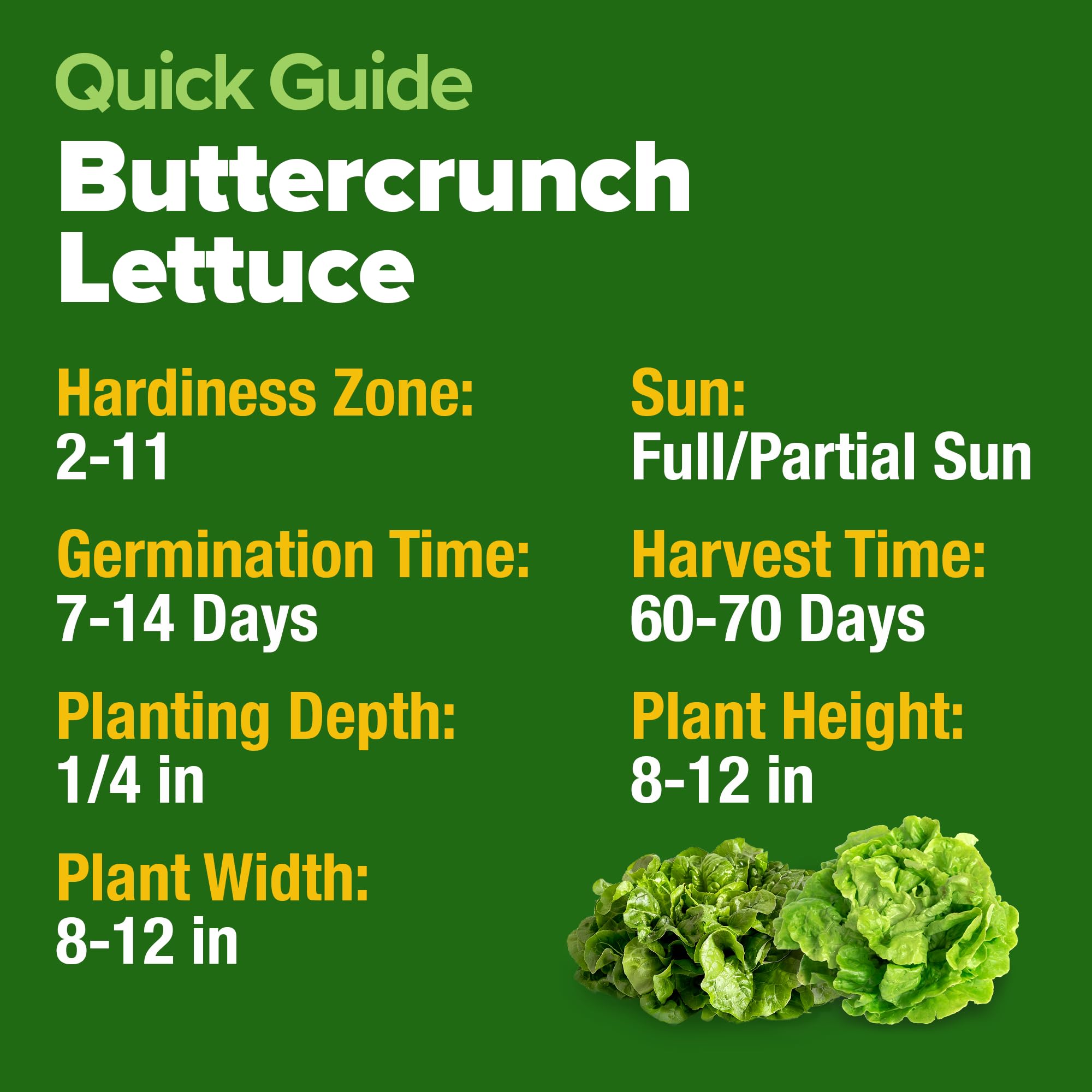 HOME GROWN Buttercrunch lettuce seeds crisp leaves close-up showing tender texture.