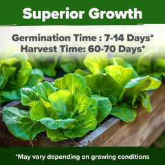 HOME GROWN Buttercrunch lettuce seeds germination detail close-up for reliable starting.