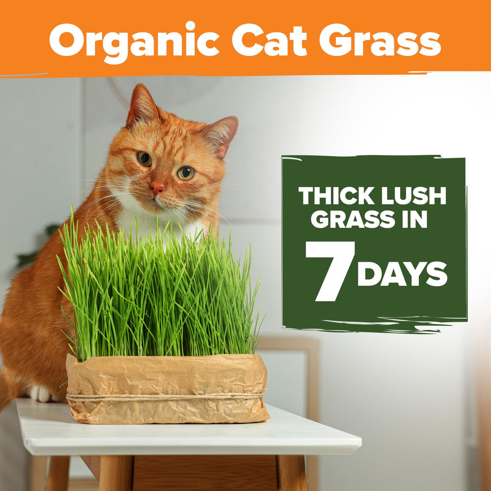HOME GROWN cat grass seed mix germination closeup showing quick sprouting