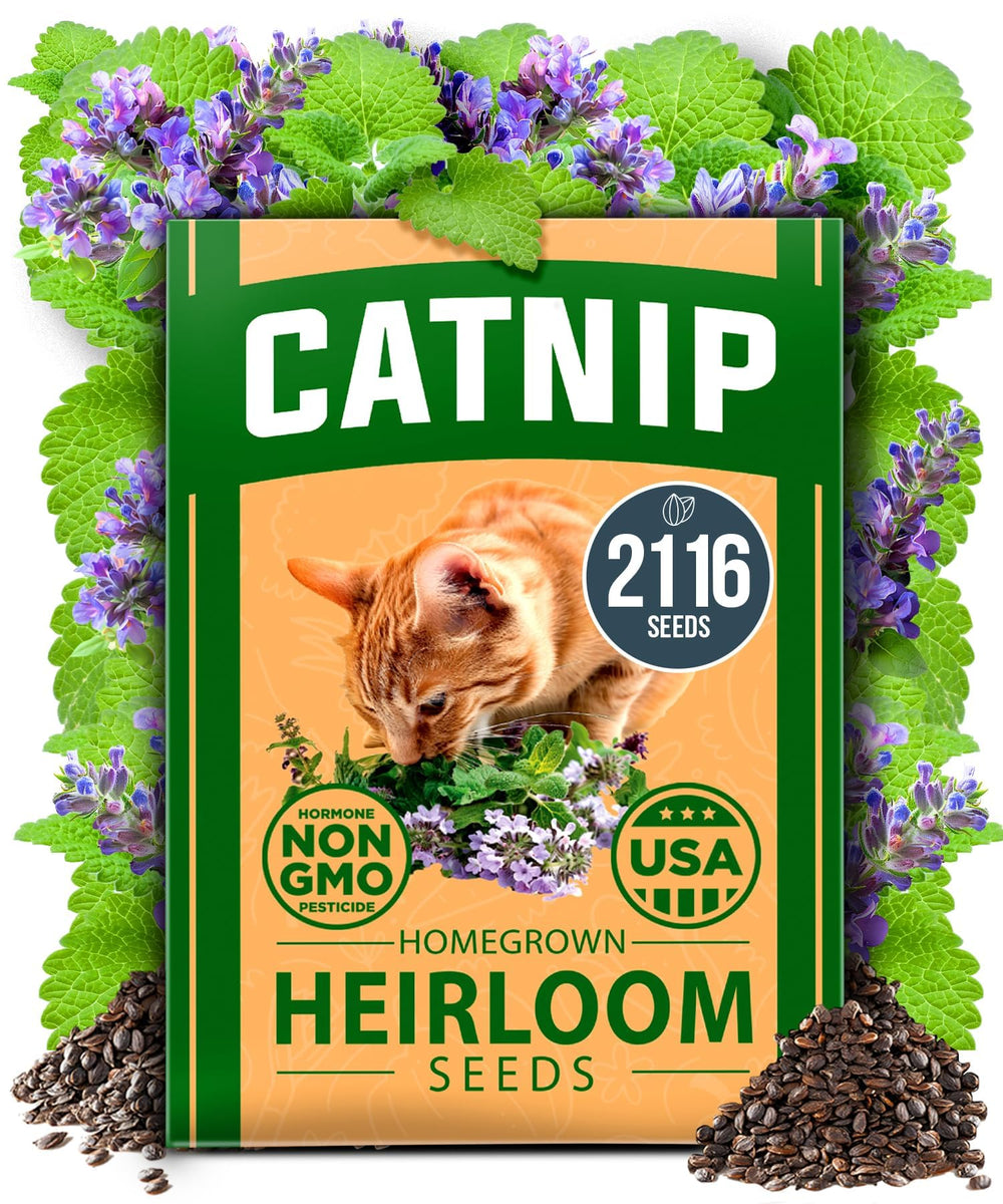 HOME GROWN catnip seeds bulk pack ready for indoor planting with high germination potential.