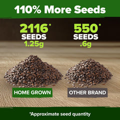 HOME GROWN catnip seeds boast high germination rates for lush, healthy plants.