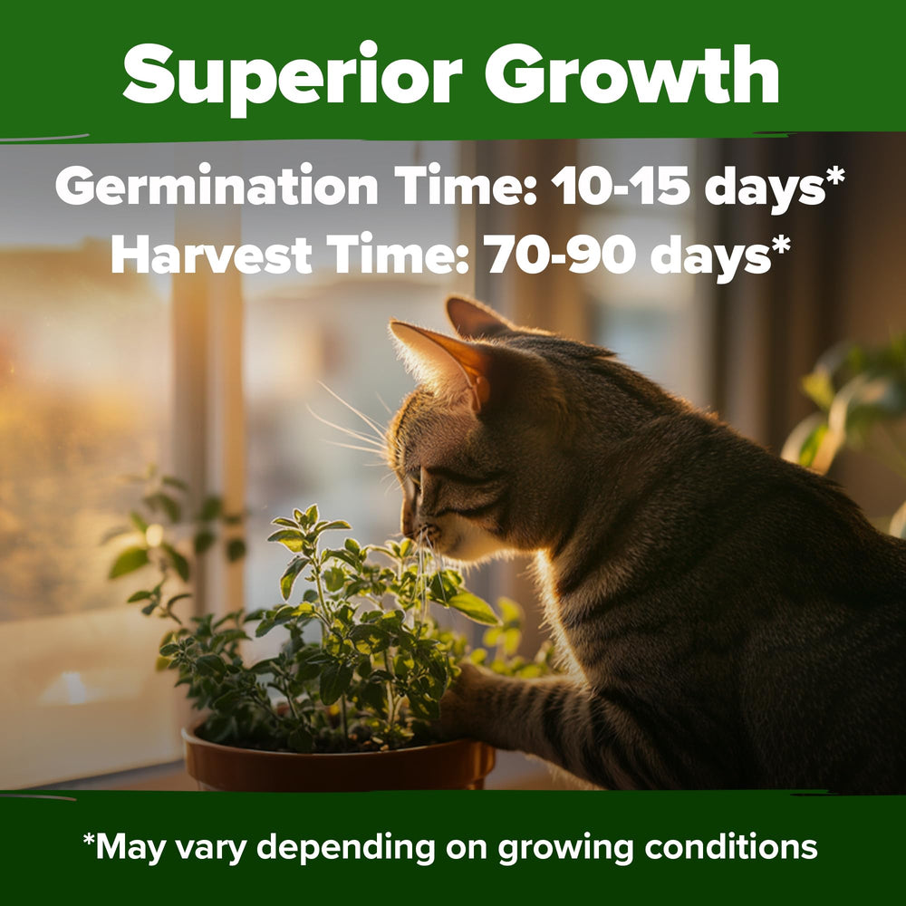 HOME GROWN USA-sourced non-GMO catnip seeds ensure quality home herbs.